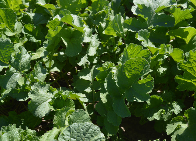 Nitro Radish (Daikon)