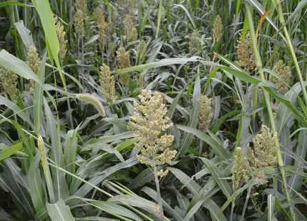 Grain Sorghum (Food Plot)