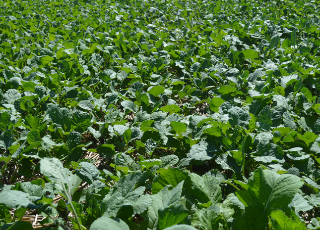 African Cabbage