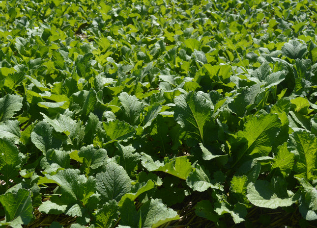 Turnip (Purple Top)