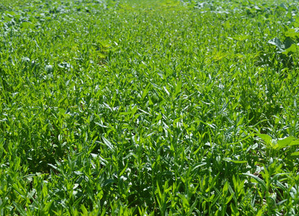 Winter Camelina