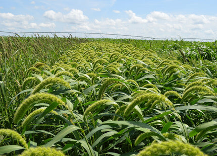 Foxtail Millet (White Wonder)