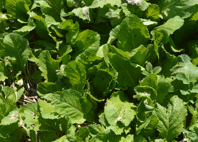 Florida Broadleaf Mustard