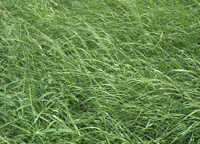 Teff Grass (HayMaker)