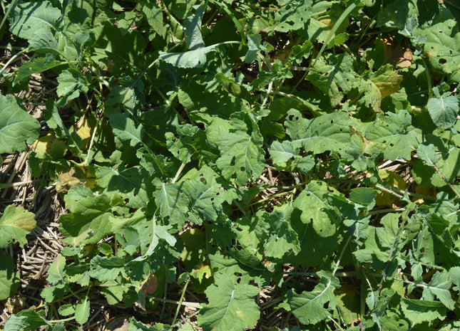 Kale (Bayou Kale-Rape Hybrid)