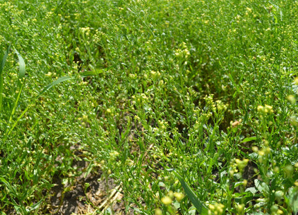 Winter Camelina