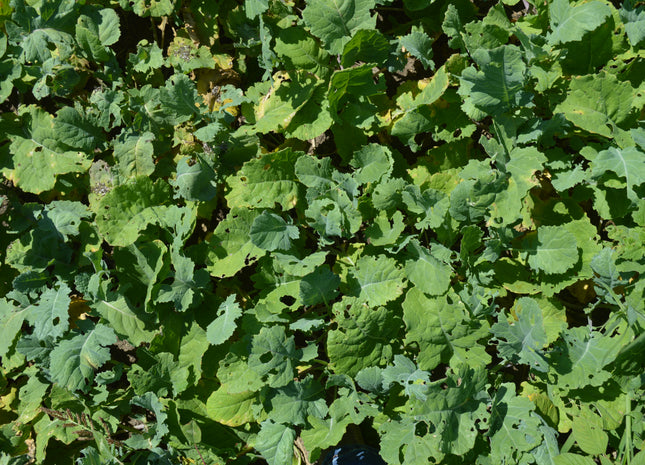 Rapeseed (Trophy)