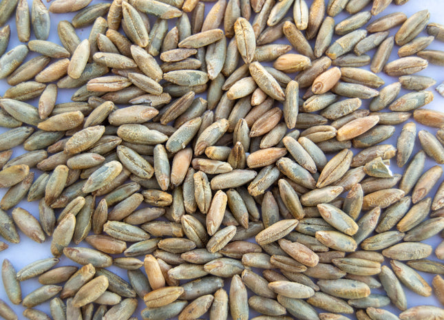 Organic Cereal Rye (Cardinal)