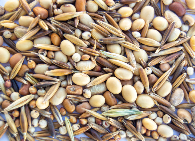 Stockpile Grazing Mix