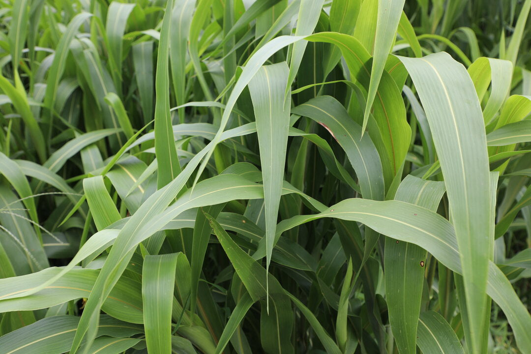 Sorghum Sudan (Endurance Aphid Tolerant BMR Dwarf) – Green Cover
