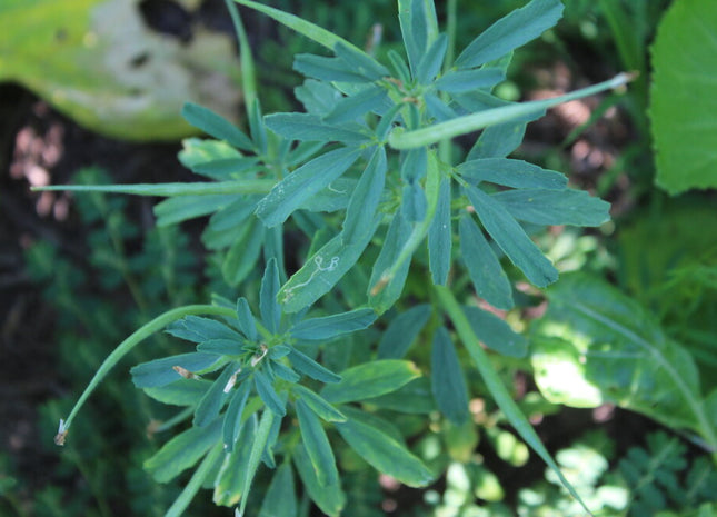 Fenugreek - OMRI Inoculated