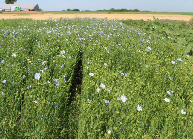 Flax (Golden)
