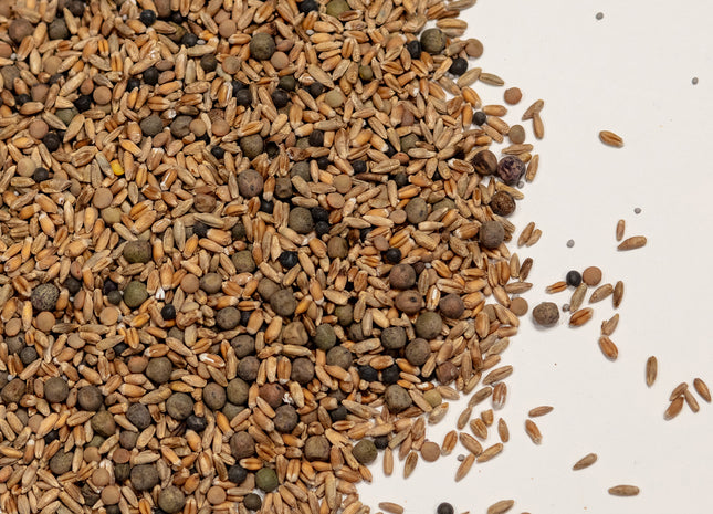 Garden Winter Survivor