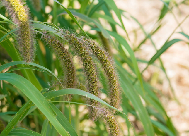 German Millet (Golden)