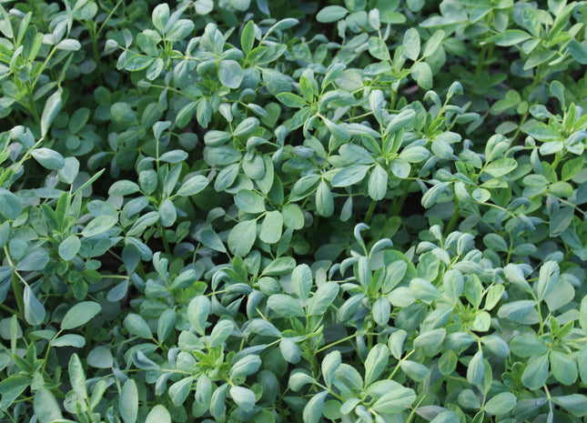 Sweet Clover (Hubam White) - OMRI Inoculated