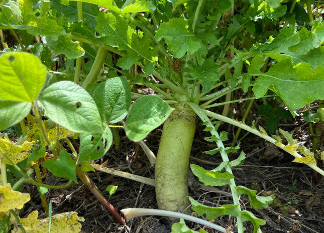 Daikon Radish (Aerifi)