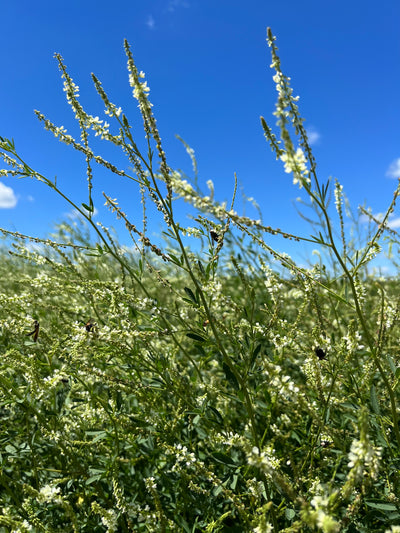 Hubam White Sweet Clover - OMRI Inoculated