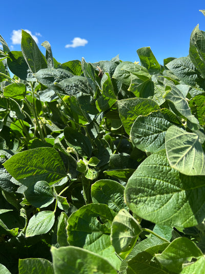 Hutchenson Soybeans non-GMO