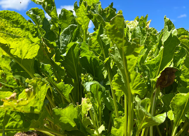 Sugar Beets Non-GMO