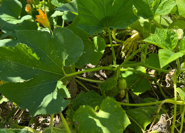 Cucurbit Blend