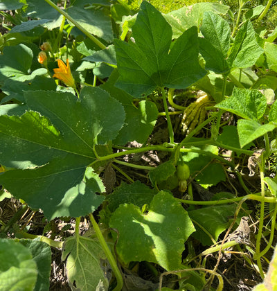 Cucurbit Blend