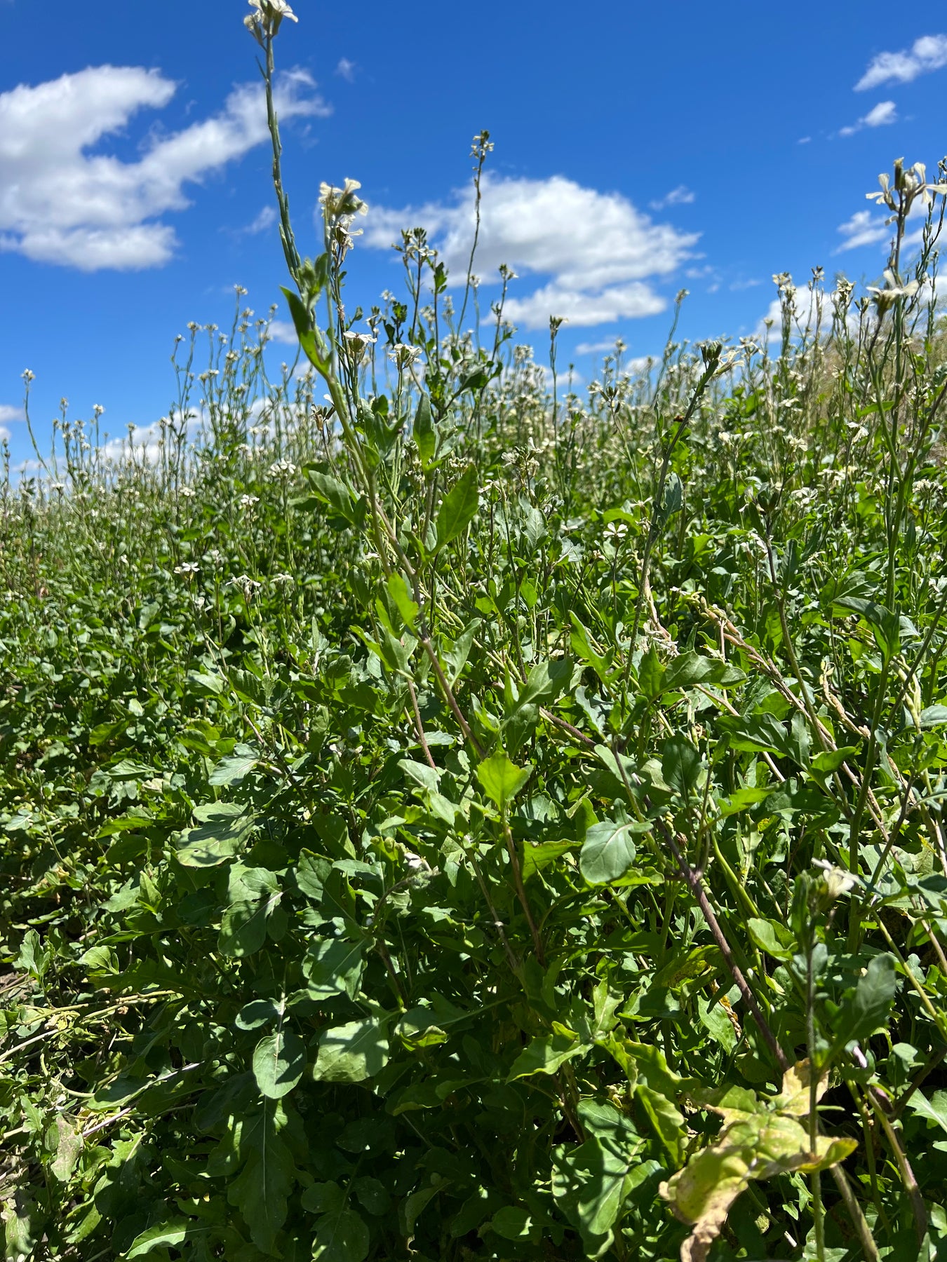 Arugula, Roquette - Morgan County Seeds