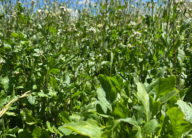 Arugula (Roquette)