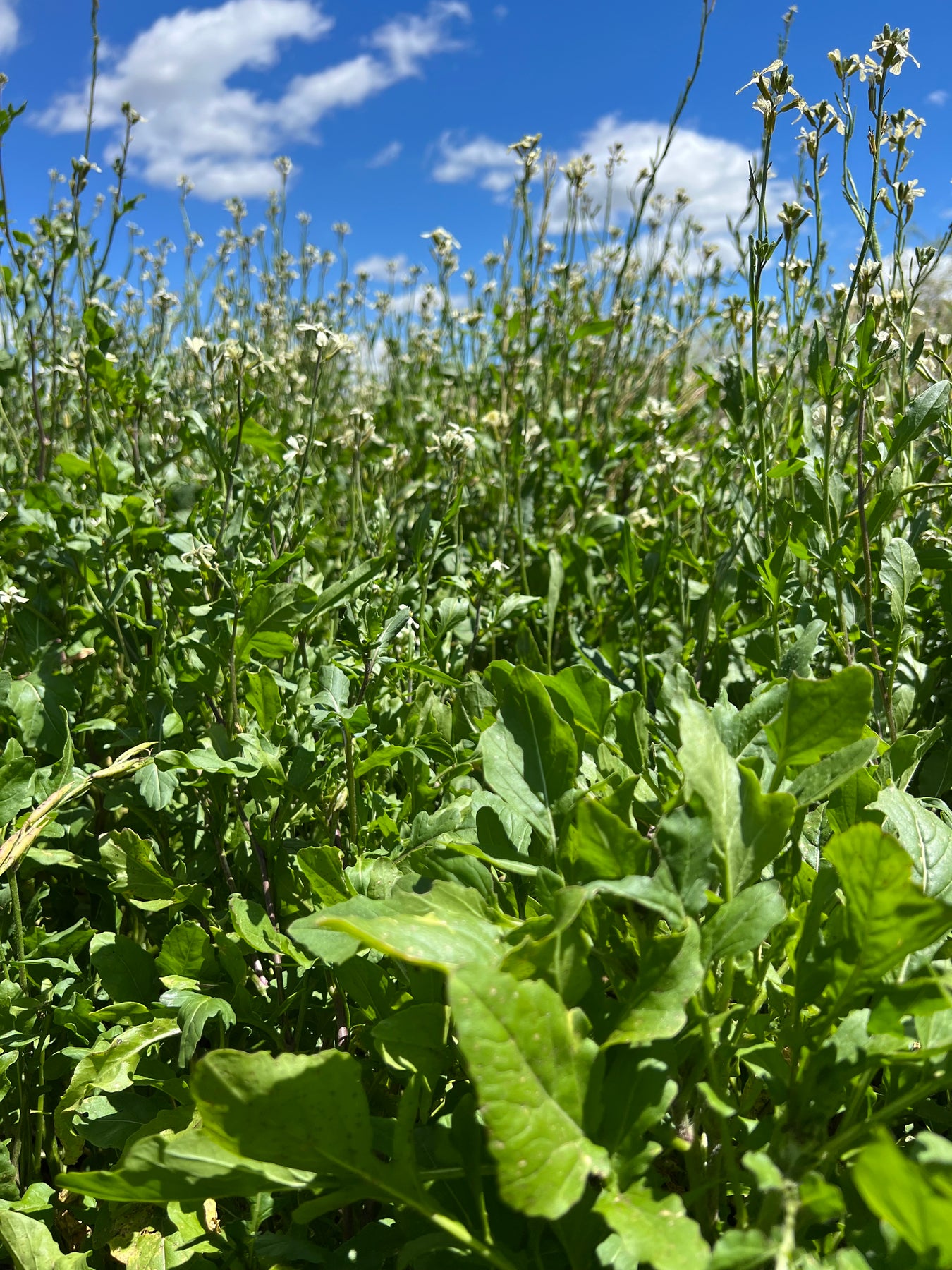 Roquette Lettuce Arugula Seeds - 100 Count Seed Pack - an Incredibly  Fast-Growing Cool Season Crop That adds a Fresh Spicy Kick to Salads and