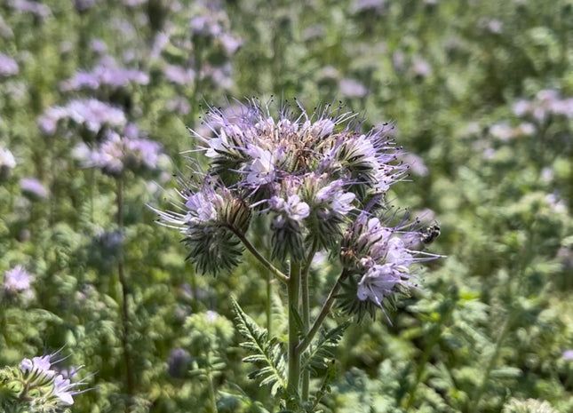 Phacelia