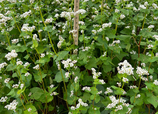 Buckwheat (Mancan)