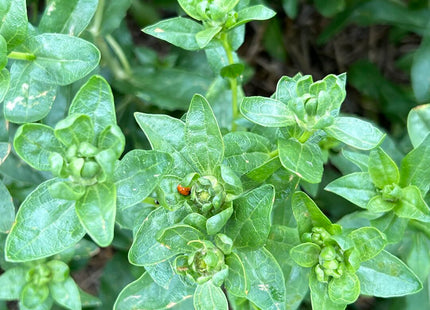 Safflower (Baldy)