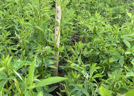 Sunn Hemp (Mini Red)