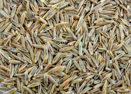 Italian Ryegrass (Tetlia/Tetra Prime)