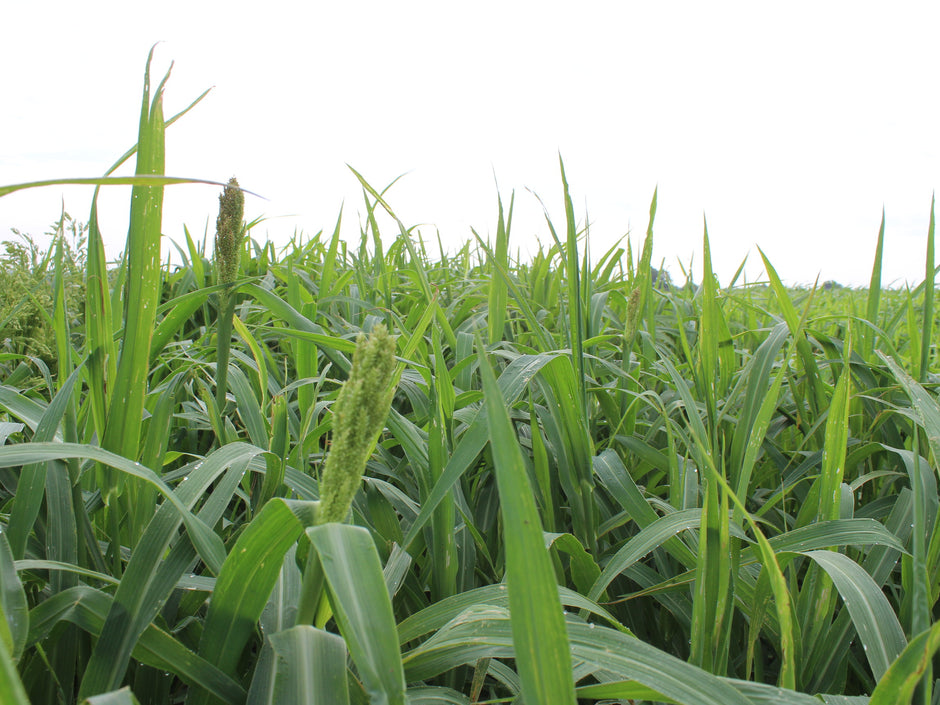 Japanese Millet Green Cover