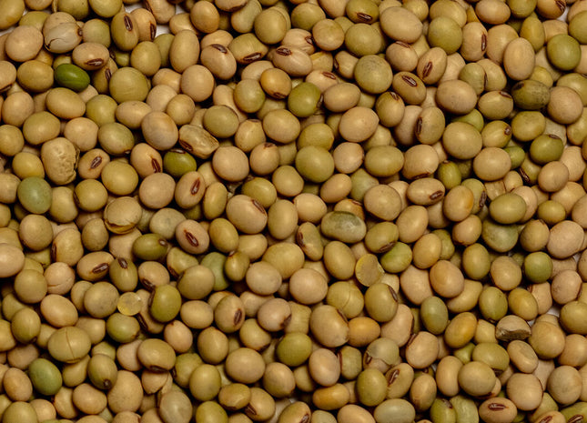 Non-GMO Soybeans (KS5120NS)