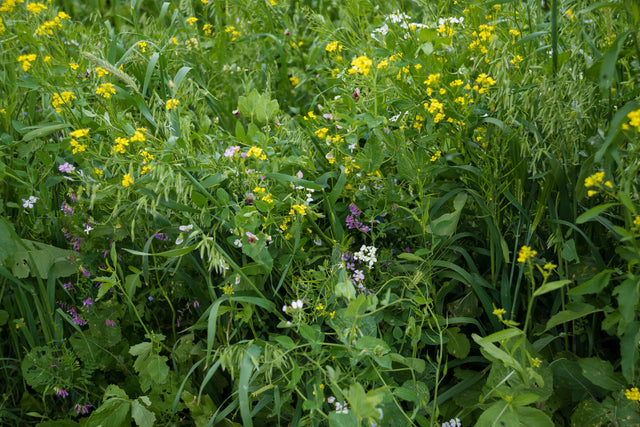 Maximize Plant Diversity