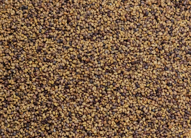 Red Clover (Medium - Big Red) - OMRI Inoculated