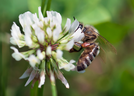Honeybee and Pollinator Production