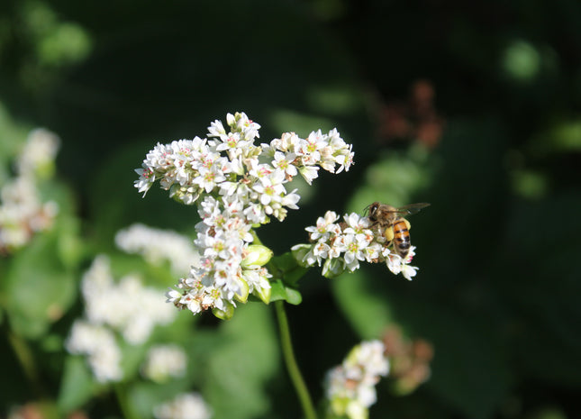 Annual Summer Honey Mix