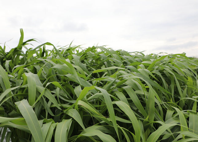 Sorghum Sudan (Short King BMR Dwarf PPS)