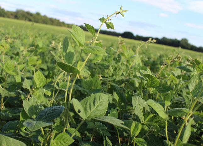 Forage Soybeans (Laredo)