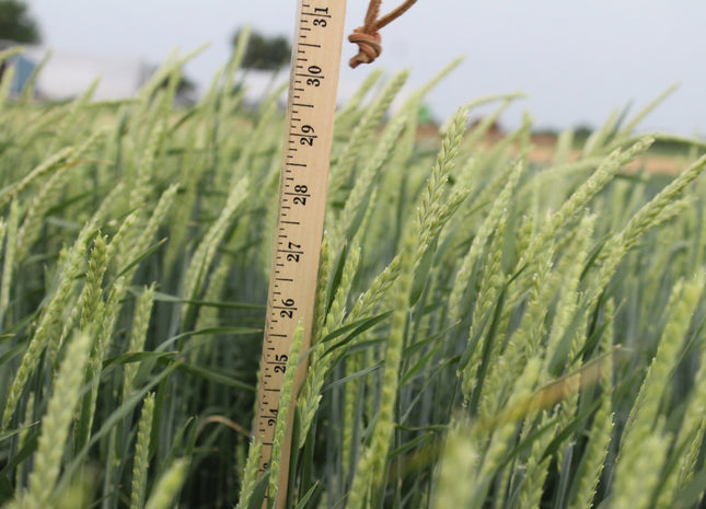 Spring Forage Barley (Lavina) - Beardless