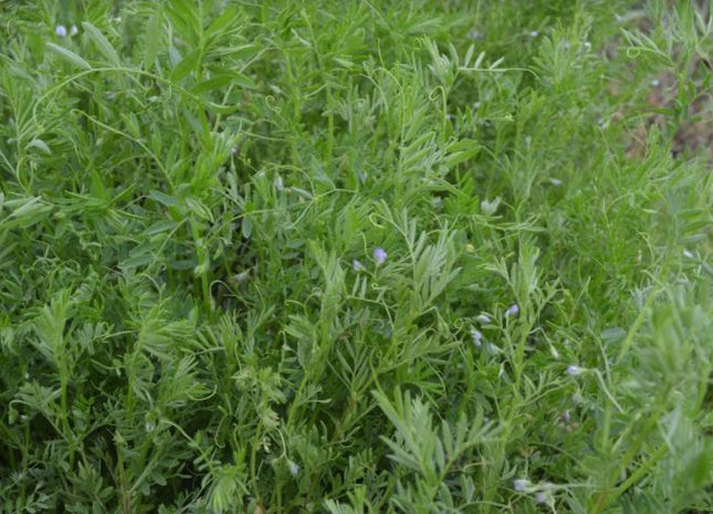 Spring Lentil (Crimson)