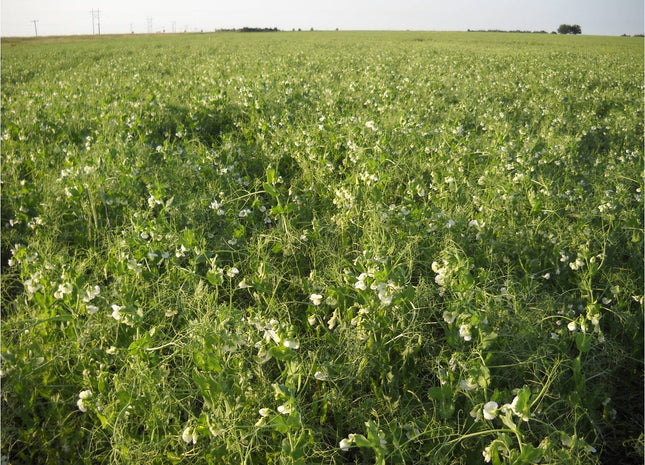 Organic 4010 Spring Forage Pea