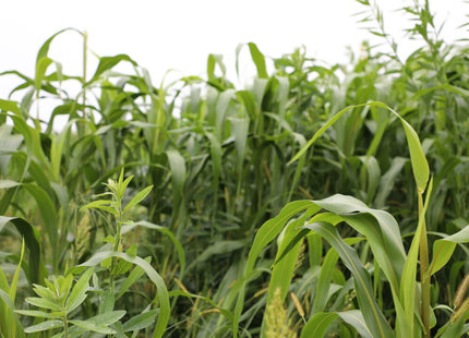 Summer Soil Armor