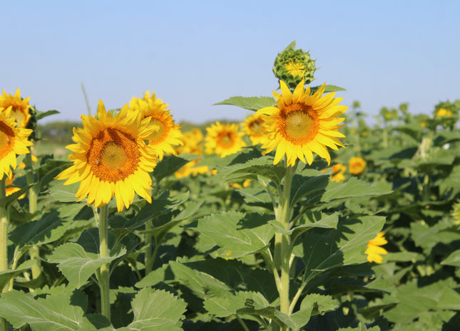 Sunflower (Black Oil Seed)