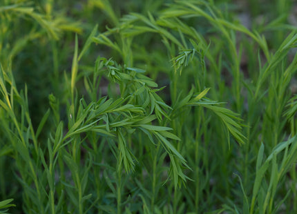 Flax (Brown)