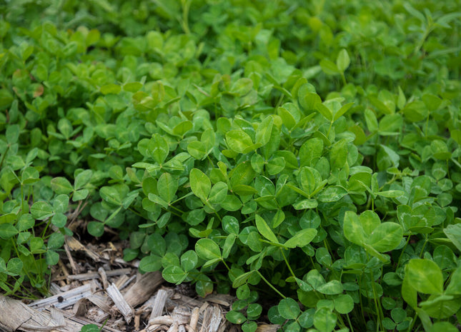 Arrowleaf Clover (Yuchi) - OMRI Inoculated