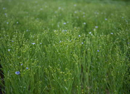 Flax (Brown)