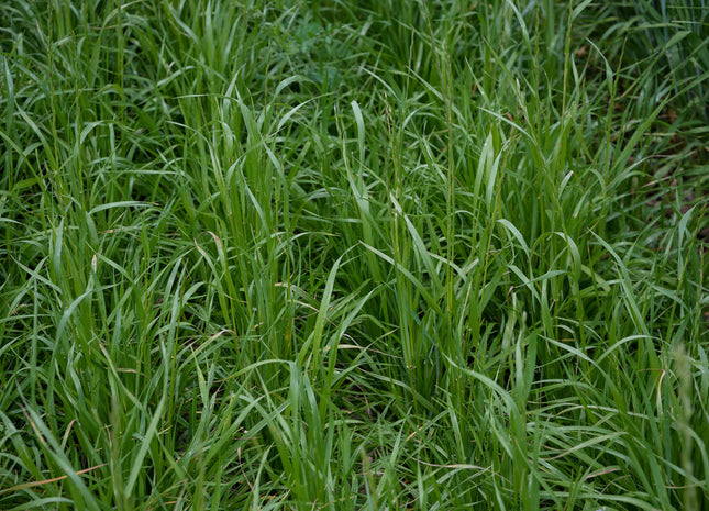 Annual Ryegrass (Ranahan) - Tetraploid